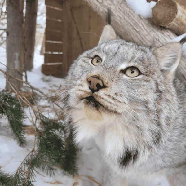 2027 Wildlife Calendar *Pre-Order* - Image 2